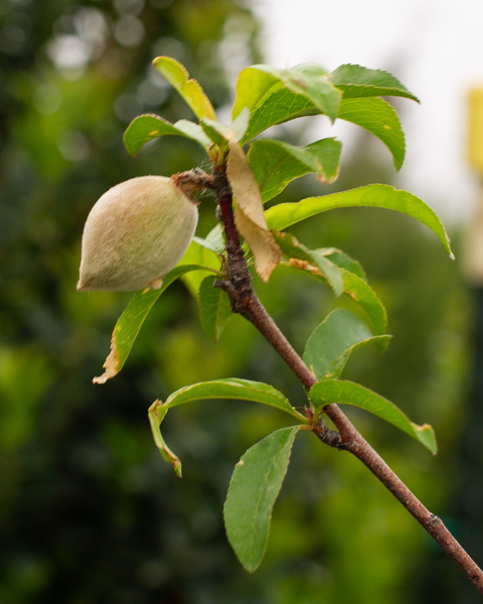 La Feliciana Peach