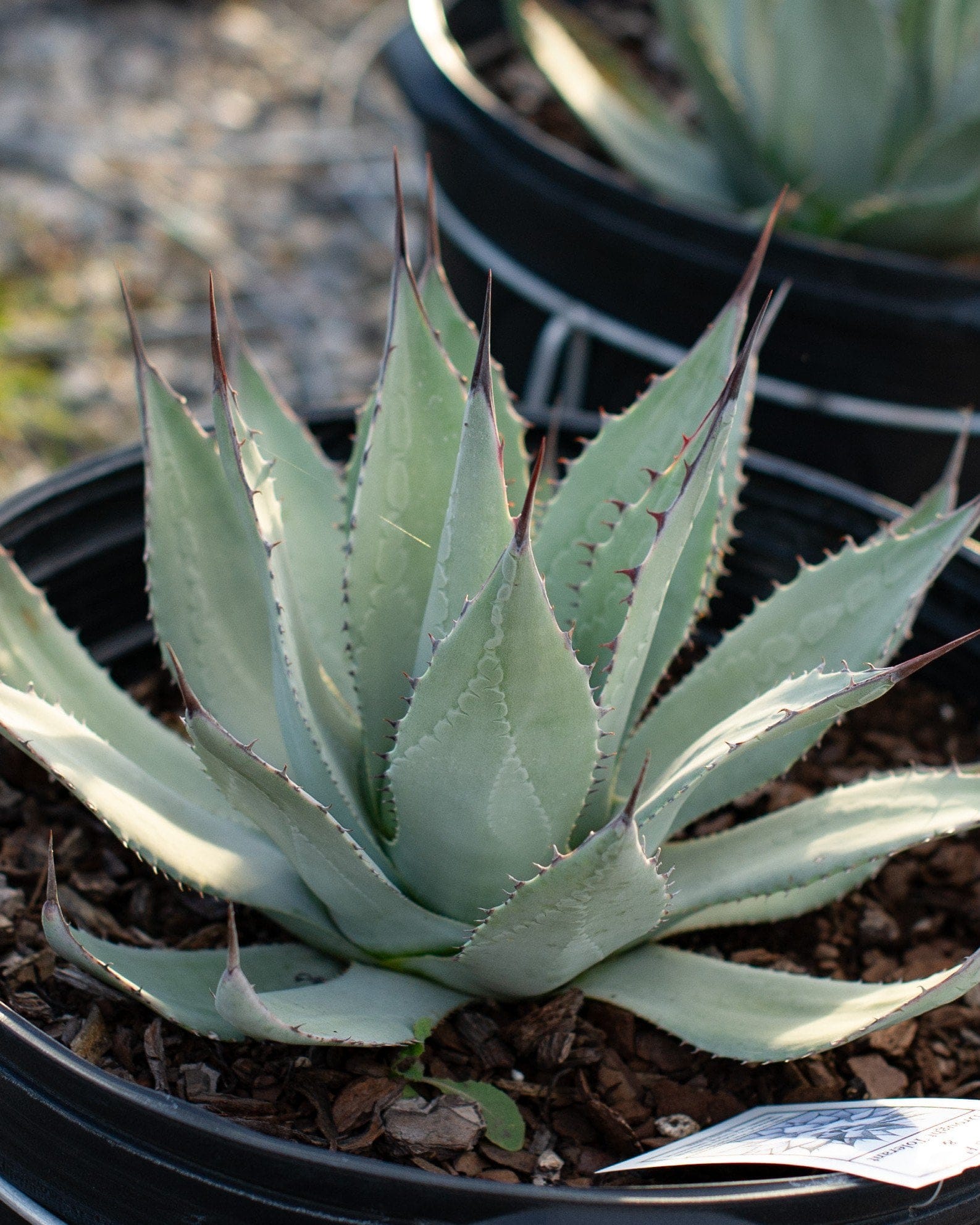 Sedona Agave