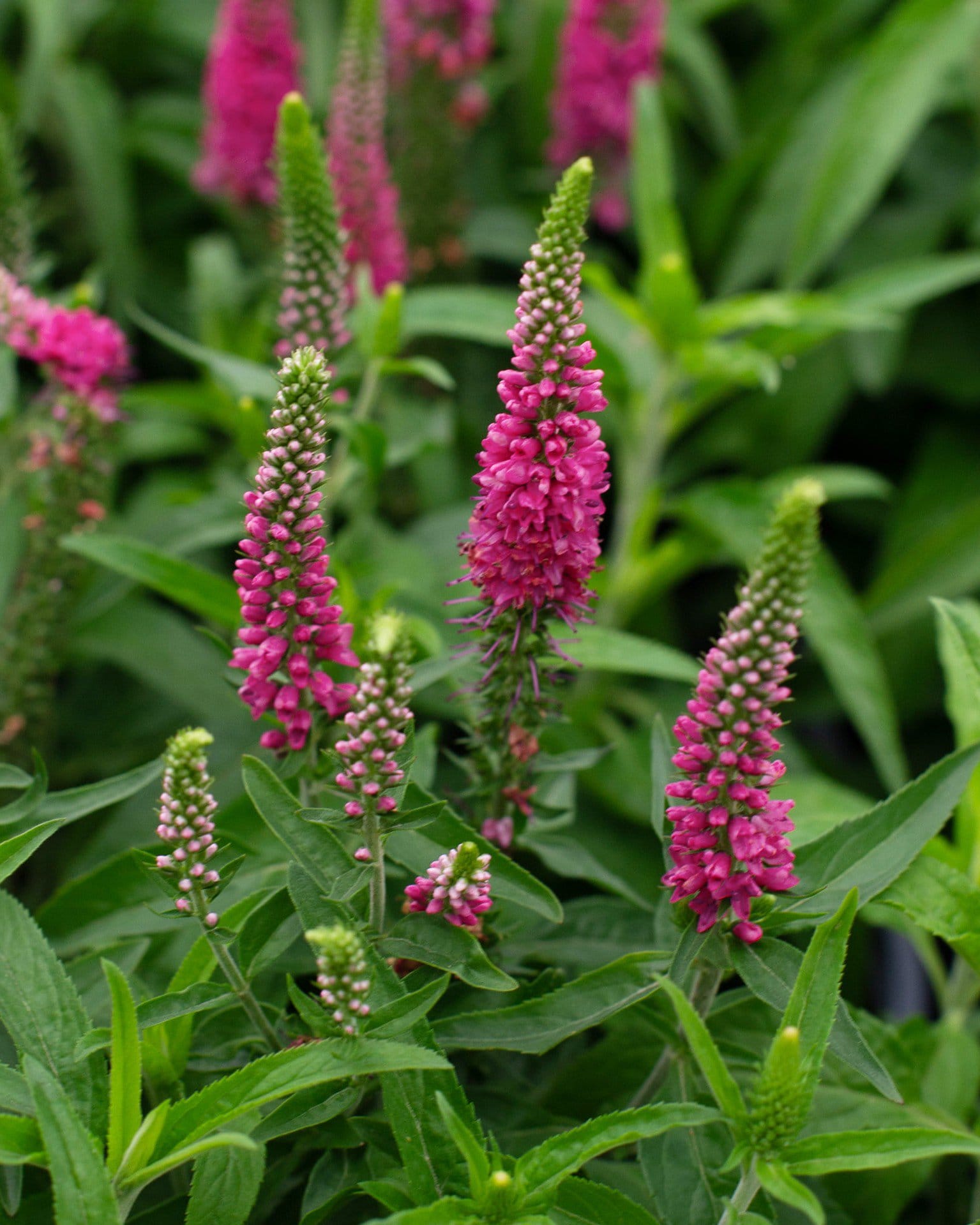 Vernique Raspberry Veronica - Main Image