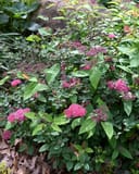 Anthony Waterer Spirea thumbnail 1