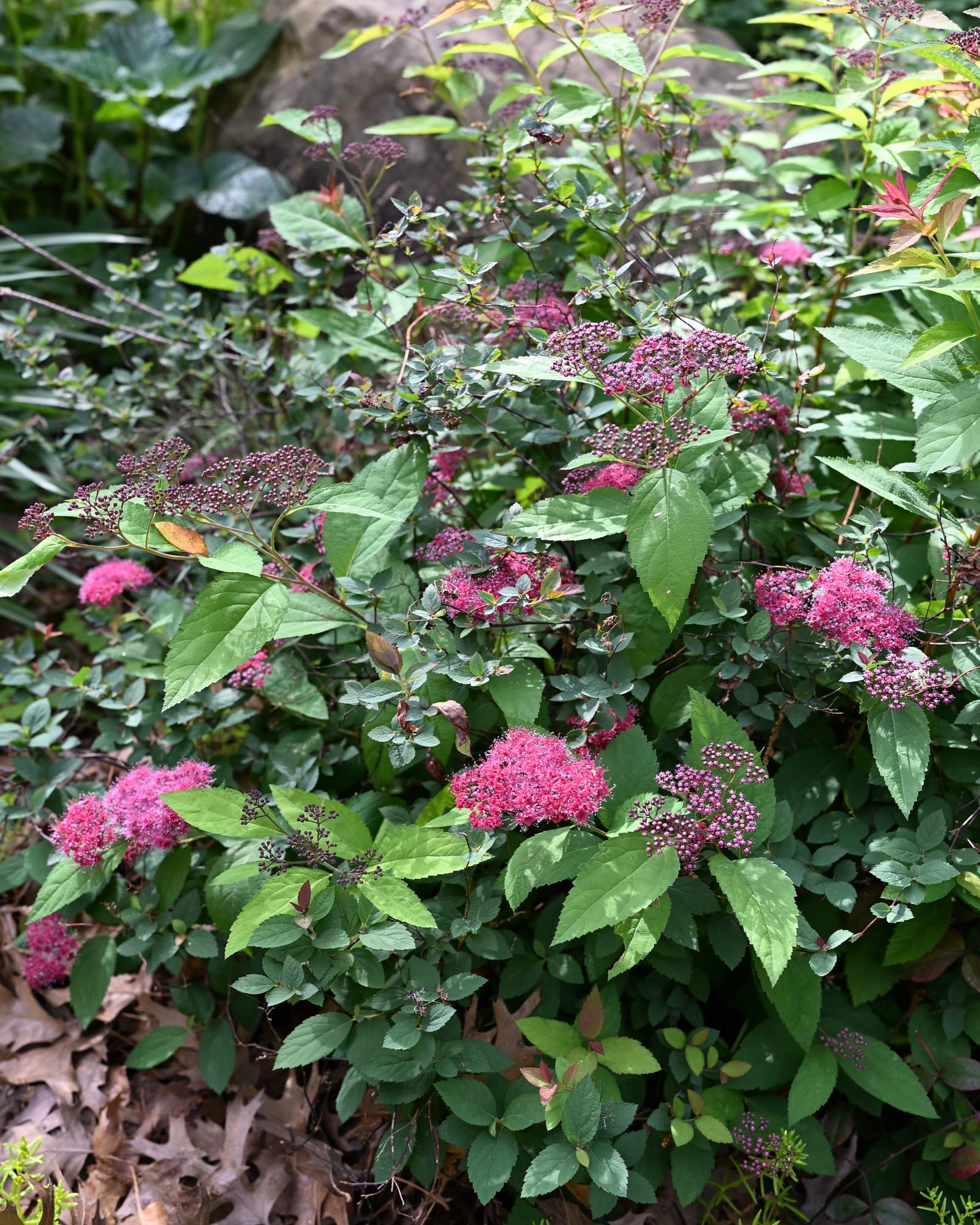 Anthony Waterer Spirea - Main Image