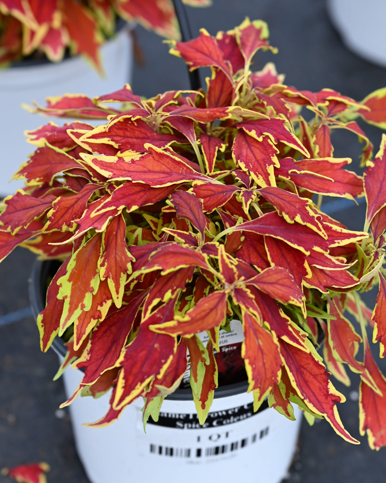 FlameThrower Cajun Spice Coleus