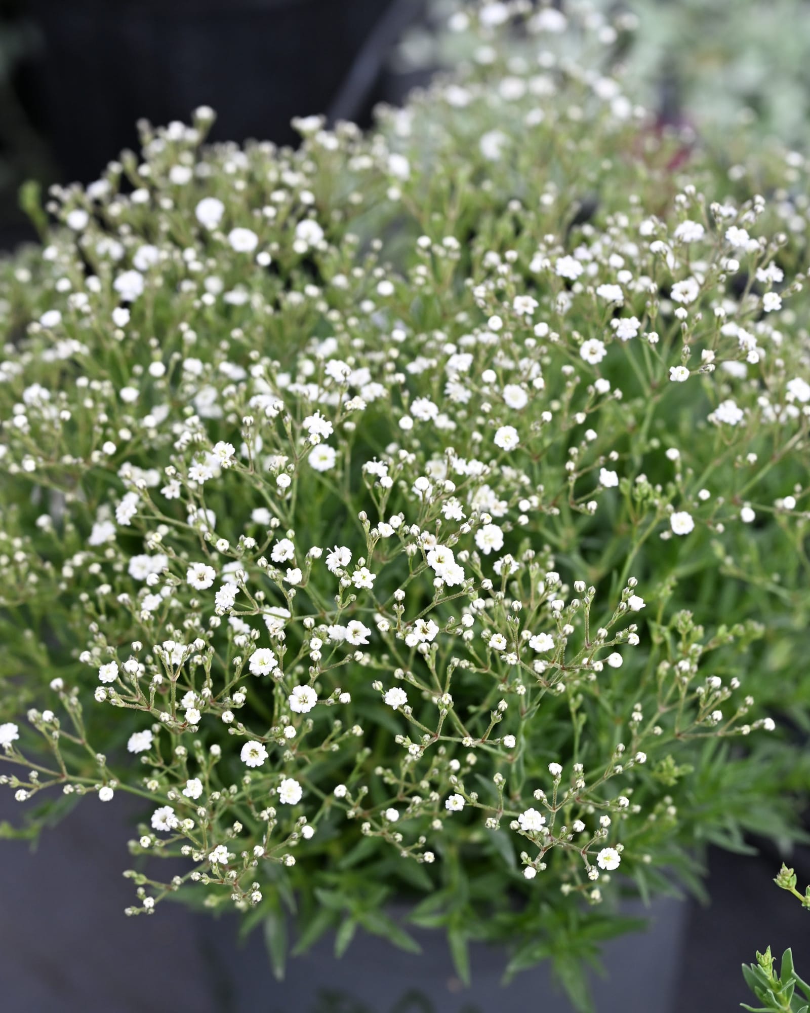 Summer Sparkles Baby's Breath - Main Image