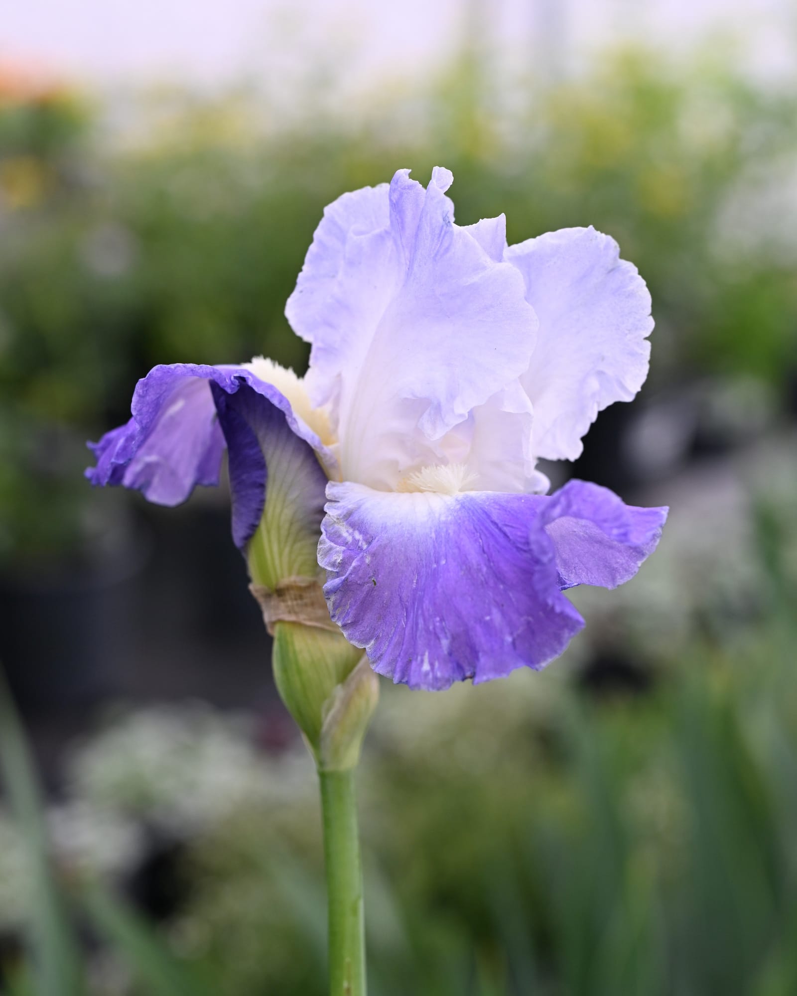 Clarence Iris - Main Image