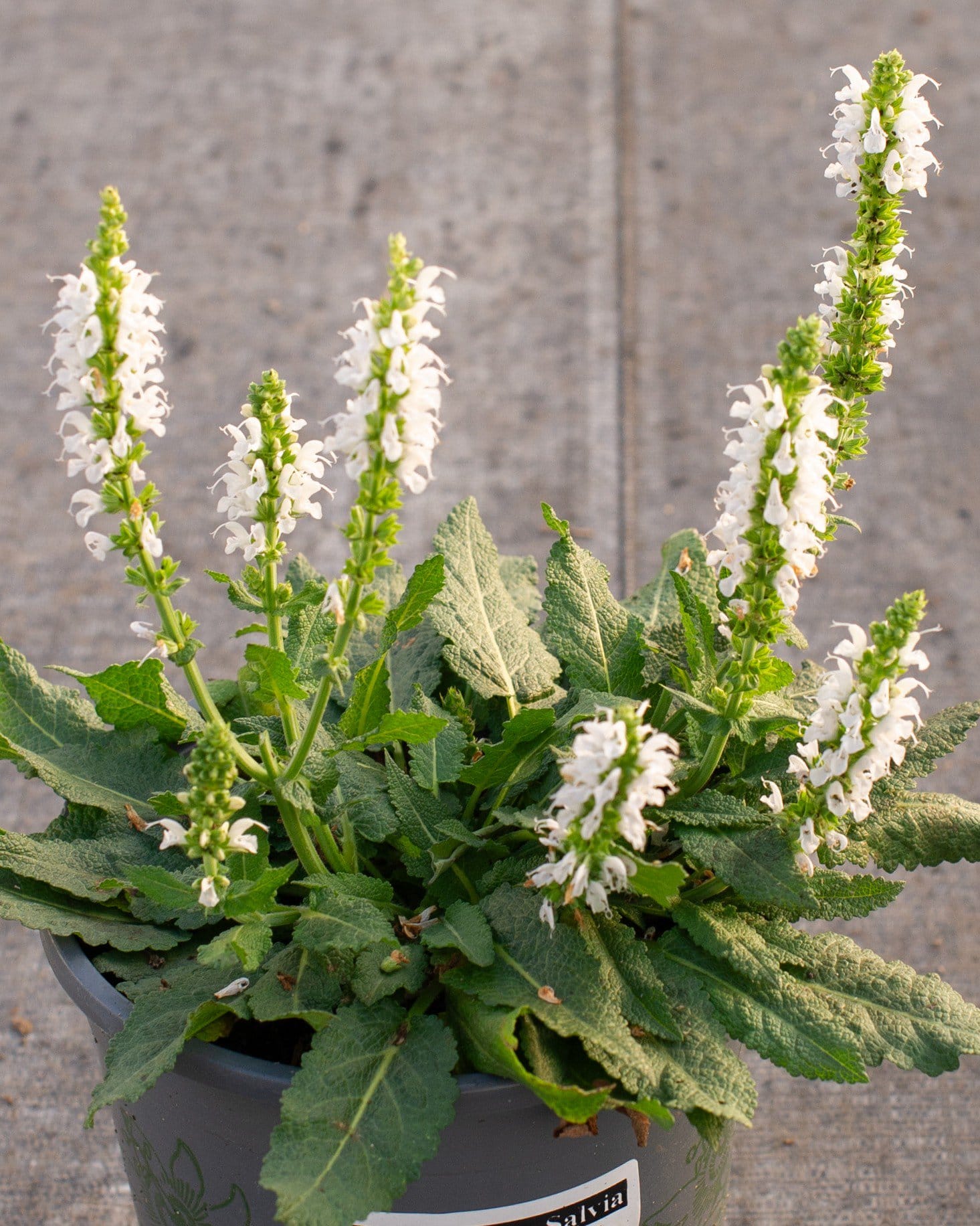 Bumblesnow Salvia