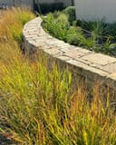 Shenandoah Switch Grass thumbnail 1