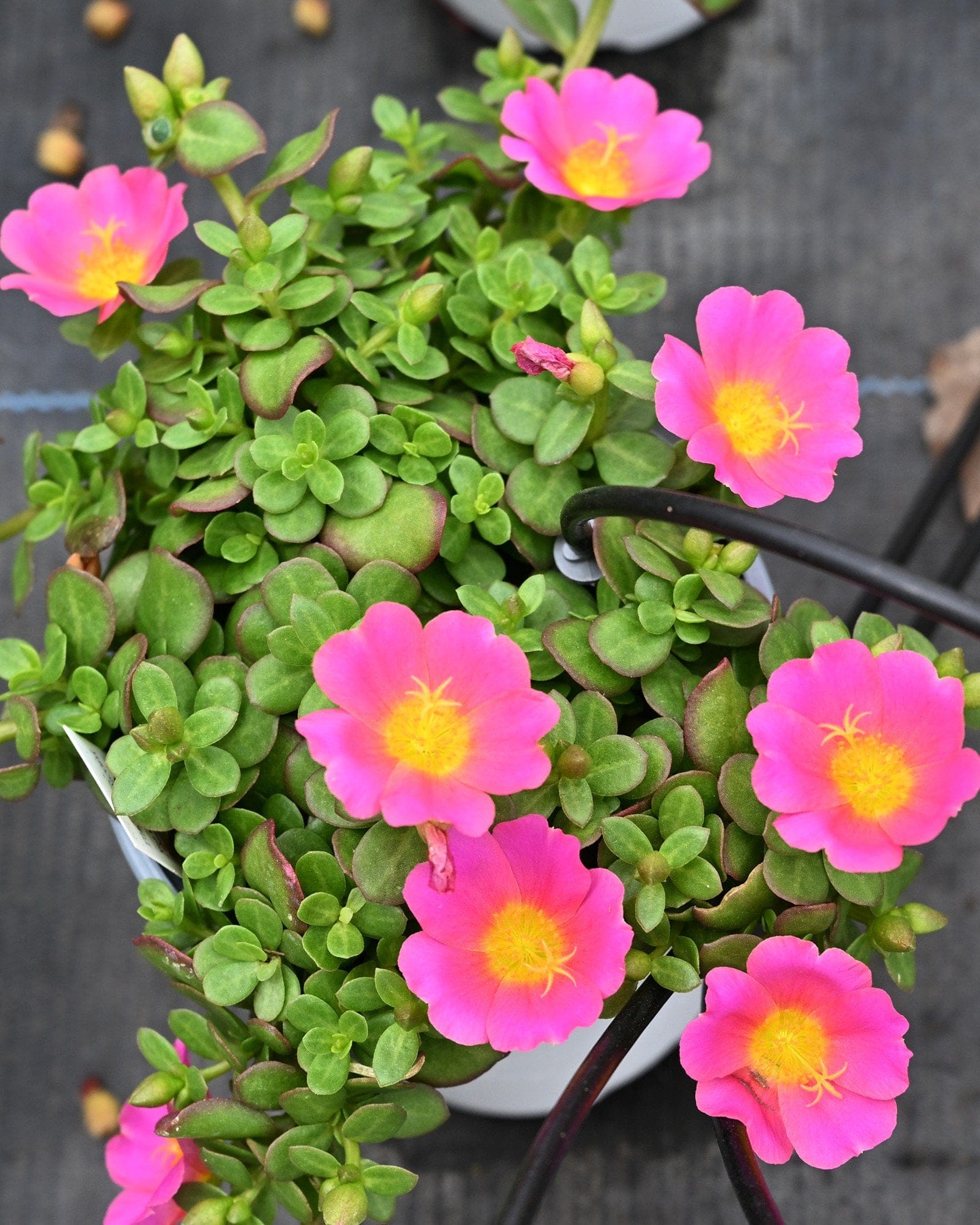 Pazzaz Nano Candy Pink Purslane Portulaca - Main Image