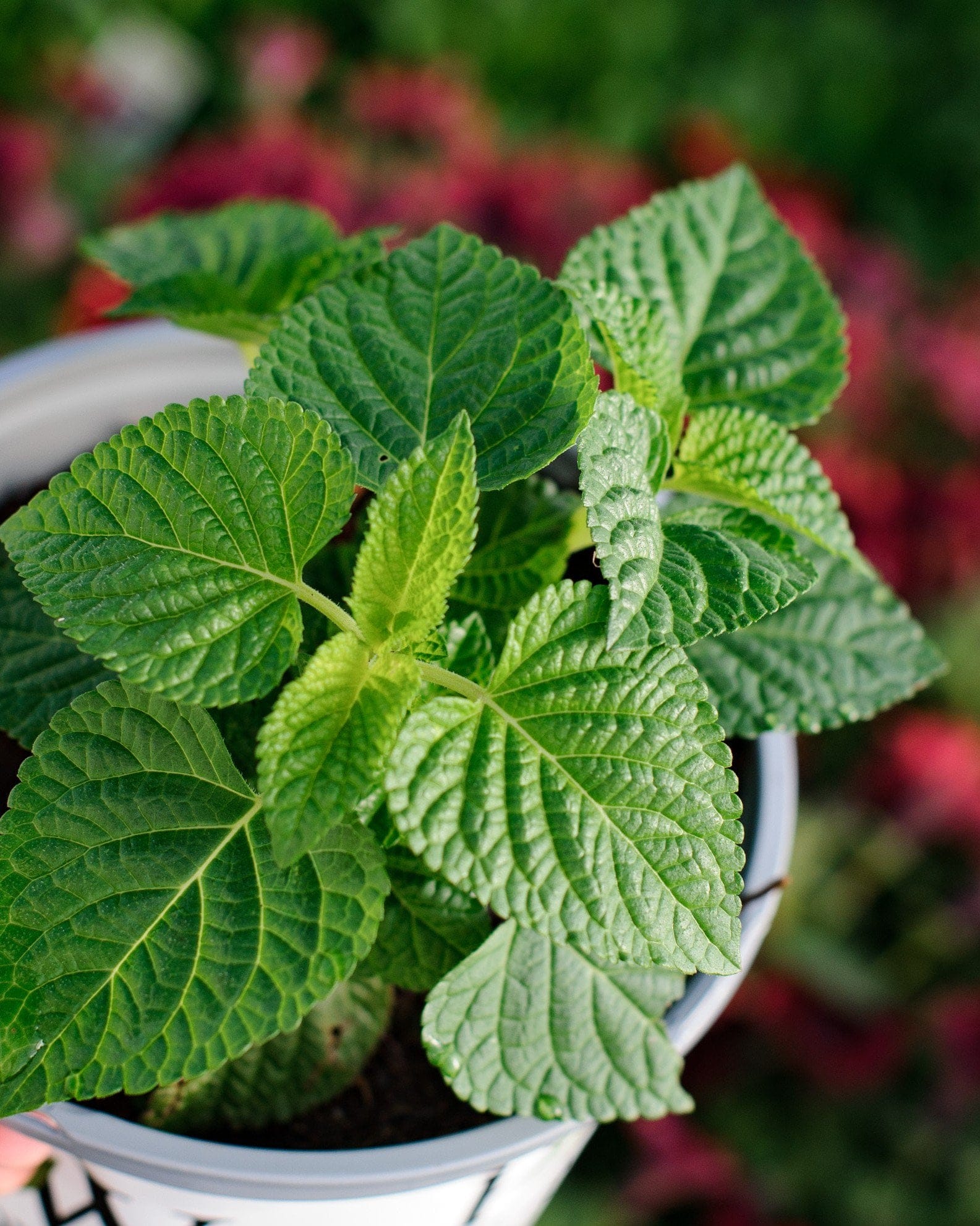 Unplugged Pink Salvia - view 2