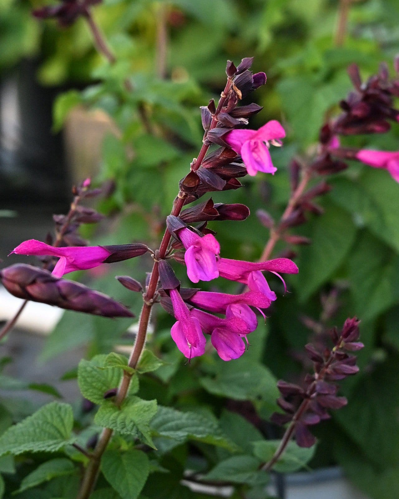 Unplugged Pink Salvia