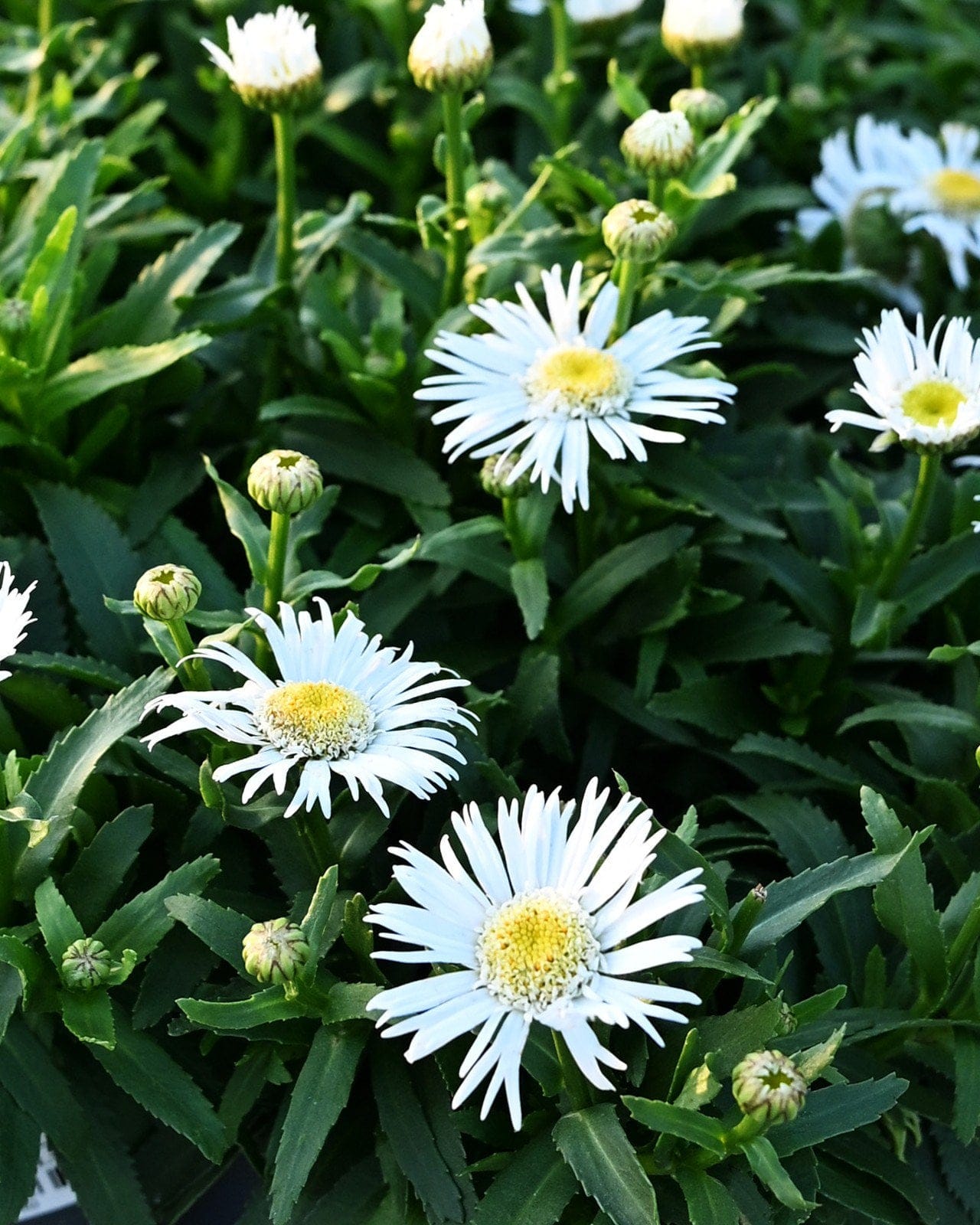 Carpet Angel Shasta Daisy - Main Image