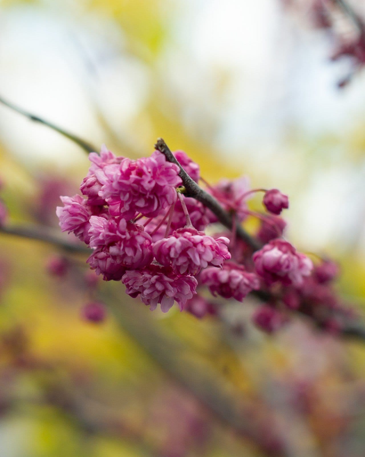 Pink Pom Poms Redbud