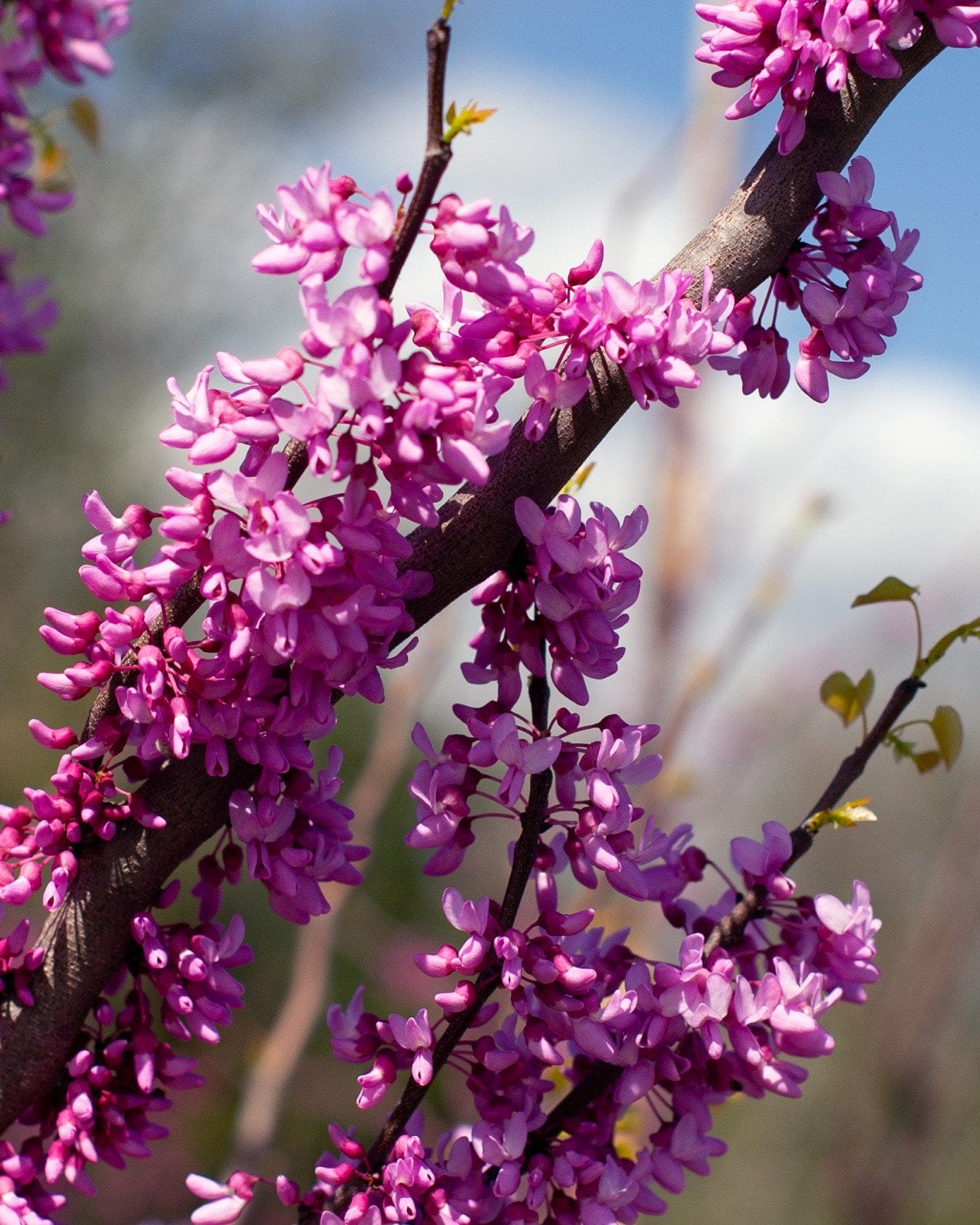 Rise 'N Shine Redbud