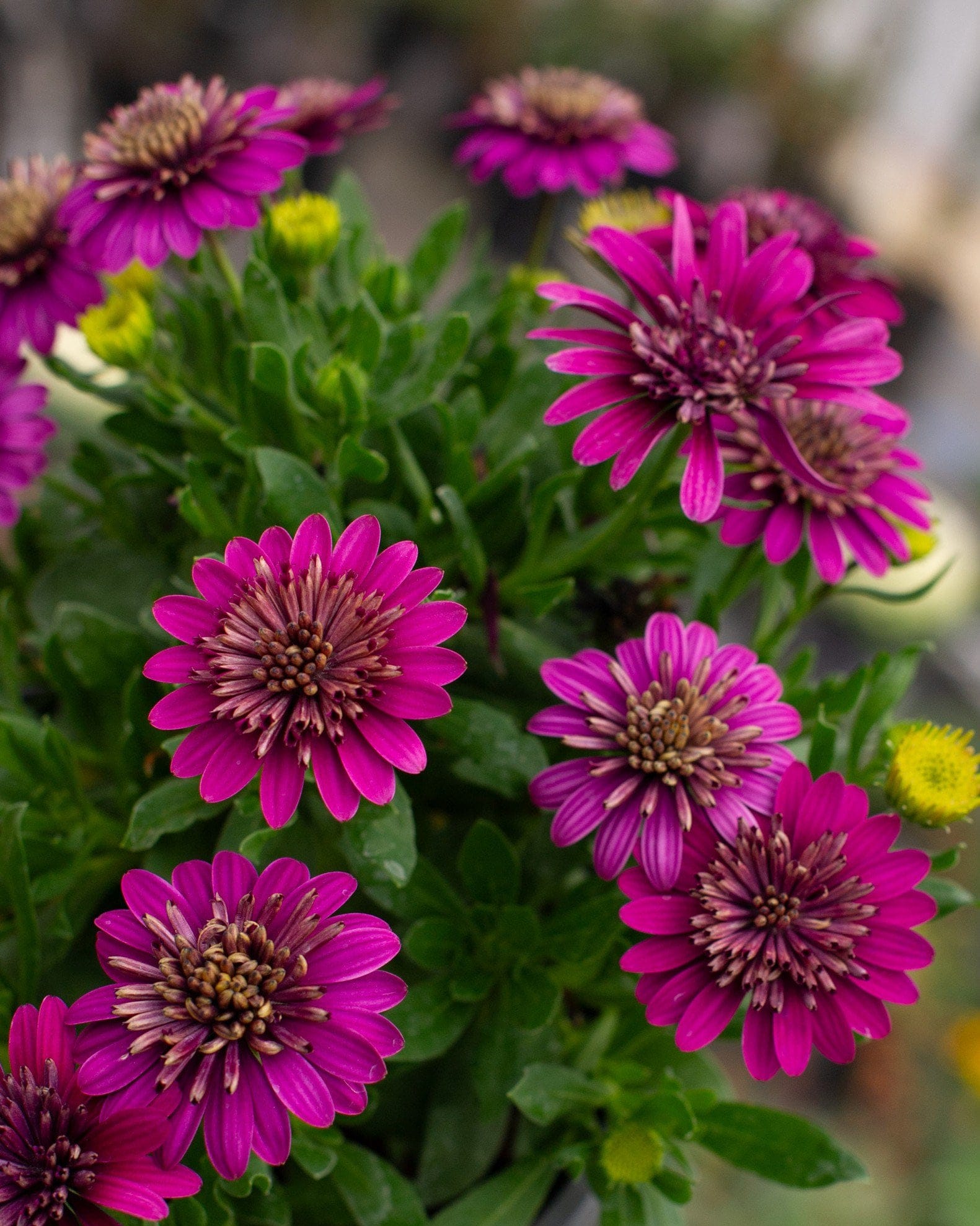 4D Purple African Daisy with vivid magenta flowers and dark centers among dense green foliage