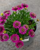 4D Purple African Daisy with vivid purple flowers and green foliage in a nursery container