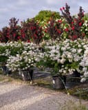 Acoma Crape Myrtle with white blooms in containers, backed by red and white flowering trees