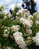 Acoma Crape Myrtle covered in abundant clusters of white flowers and green foliage