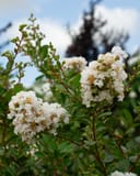 Acoma Crape Myrtle with clusters of white flowers and green foliage