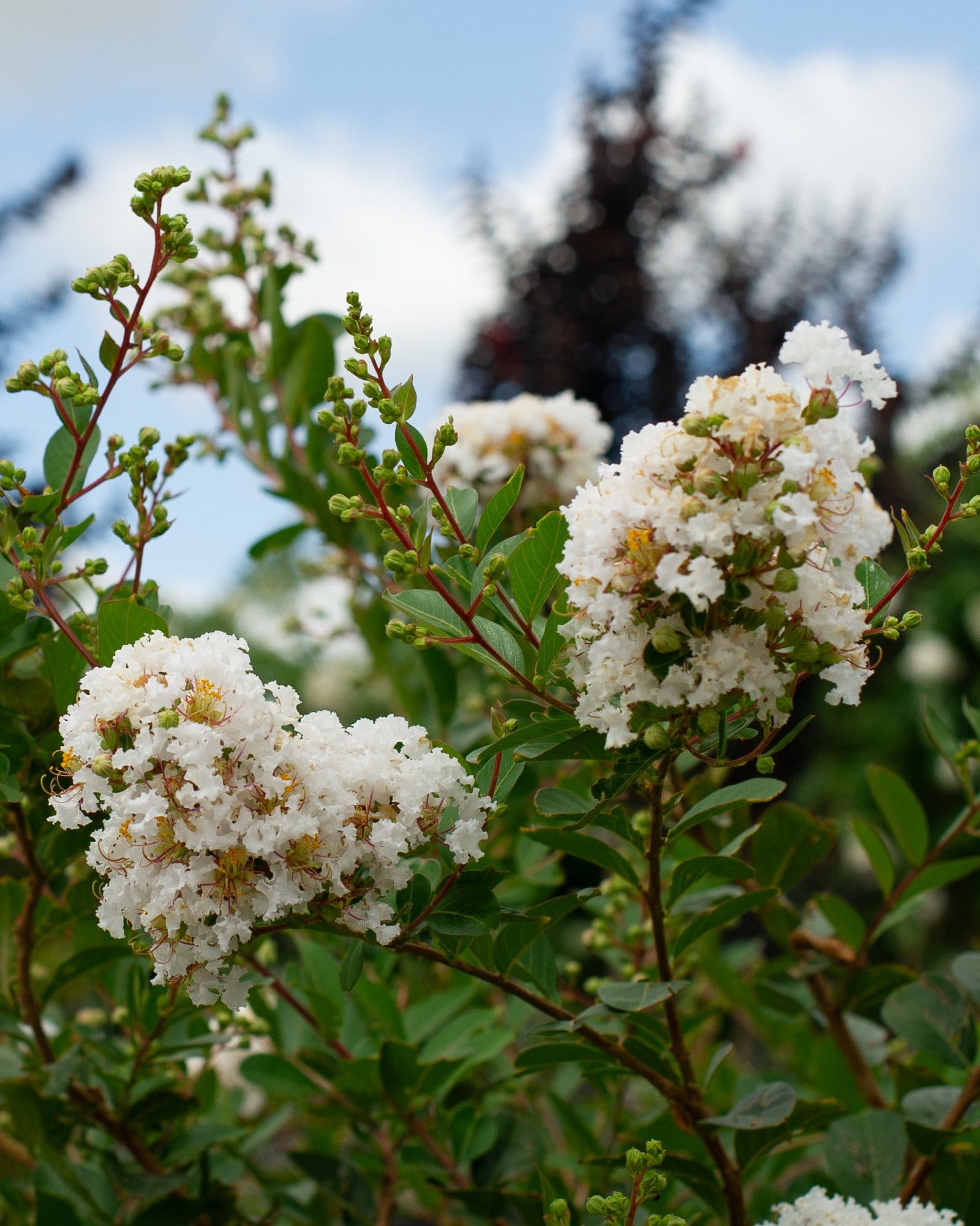 Acoma Crape Myrtle with clusters of white flowers and green foliage