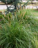 Tall green grasses with golden flower spikes, surrounded by low foliage and a backdrop of trees.