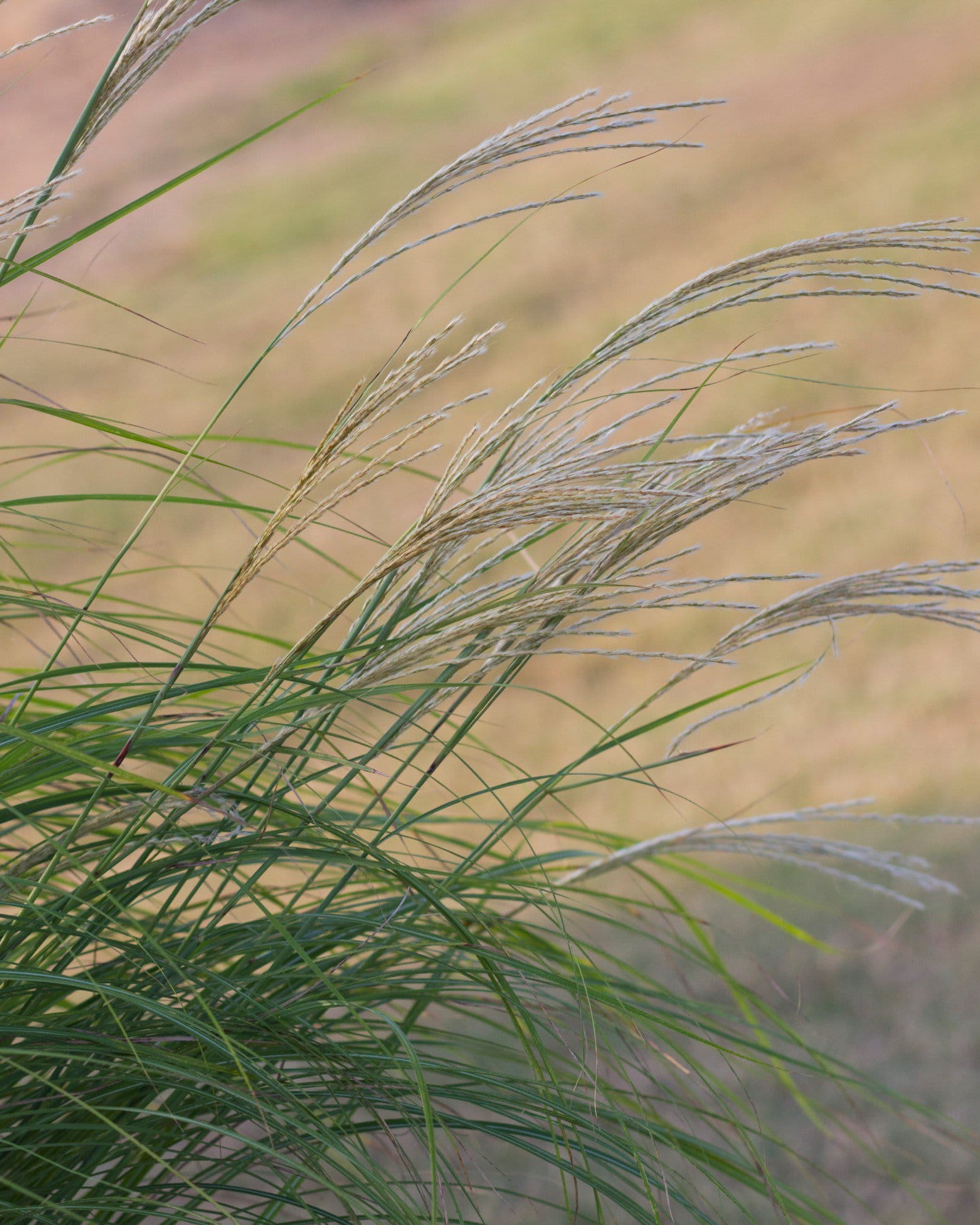Adagio Miscanthus - view 5