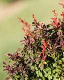 Admiration Barberry with burgundy and green foliage and bright red new growth