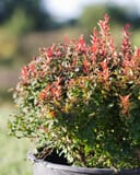 Admiration Barberry with dense green foliage and bright red new growth in a container