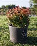 Admiration Barberry with red new growth in a black nursery container outdoors