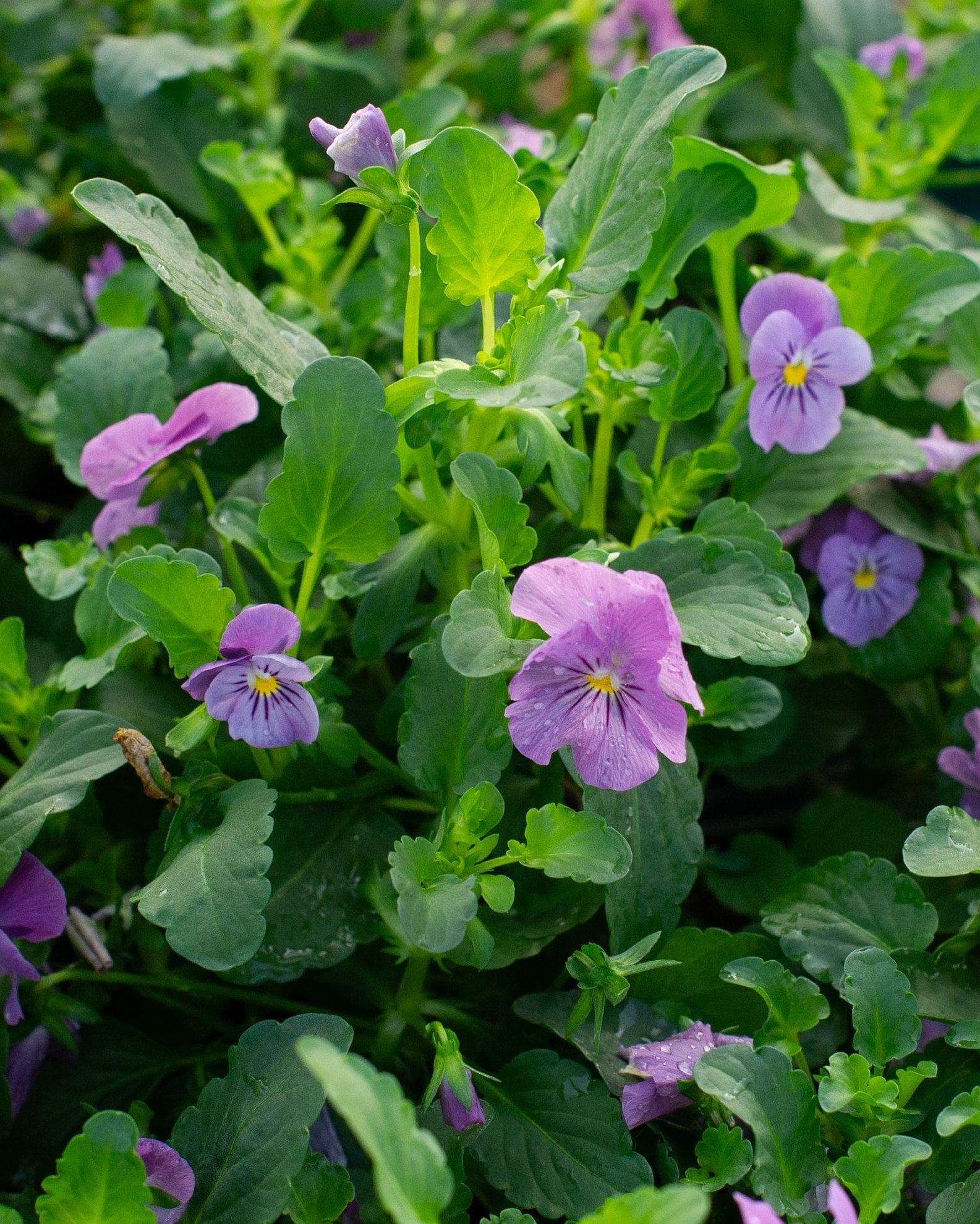 Admire Pink Viola with purple and pink flowers among dense green foliage