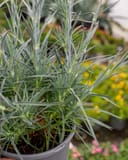 American Pie Cherry Pie Dianthus with narrow silvery foliage in a nursery container