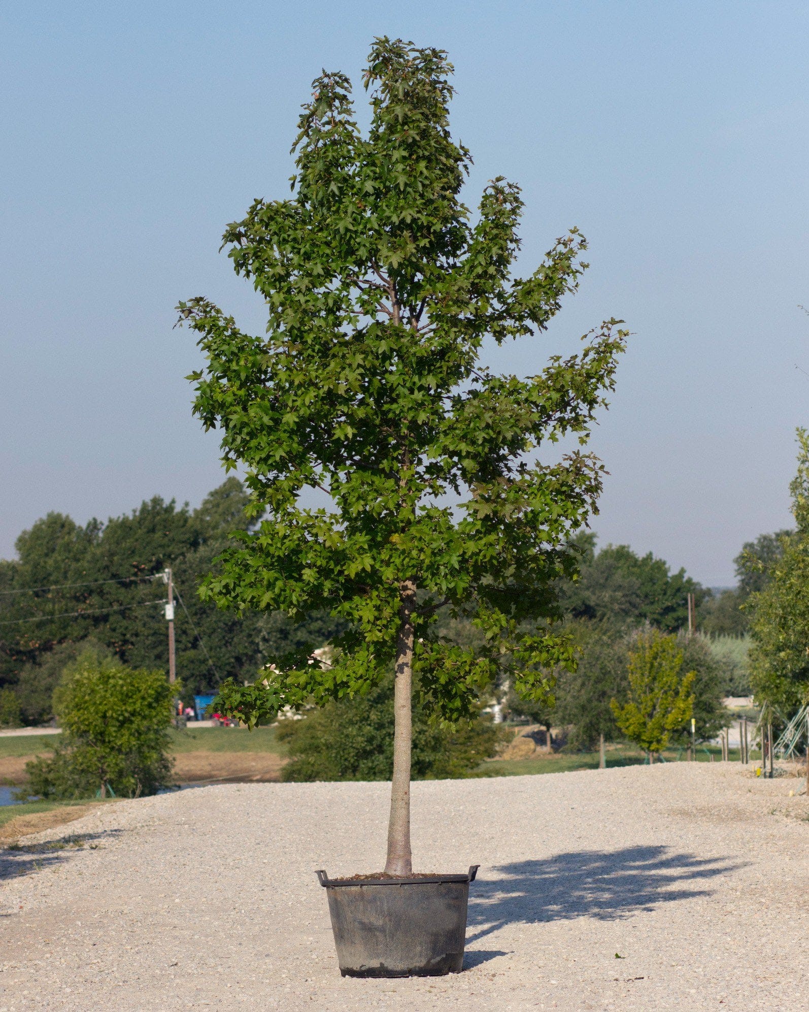 American Sweet Gum tree with dense green foliage growing in a large nursery container