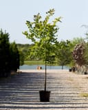 American Yellowwood young tree with bright green foliage in a container on a gravel nursery path
