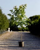 American Yellowwood young tree in a container on a gravel nursery path
