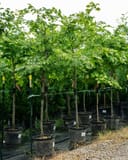 American Yellowwood trees with lush green foliage in large nursery containers