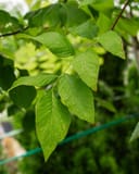 American Yellowwood branch with bright green, water-dappled leaves