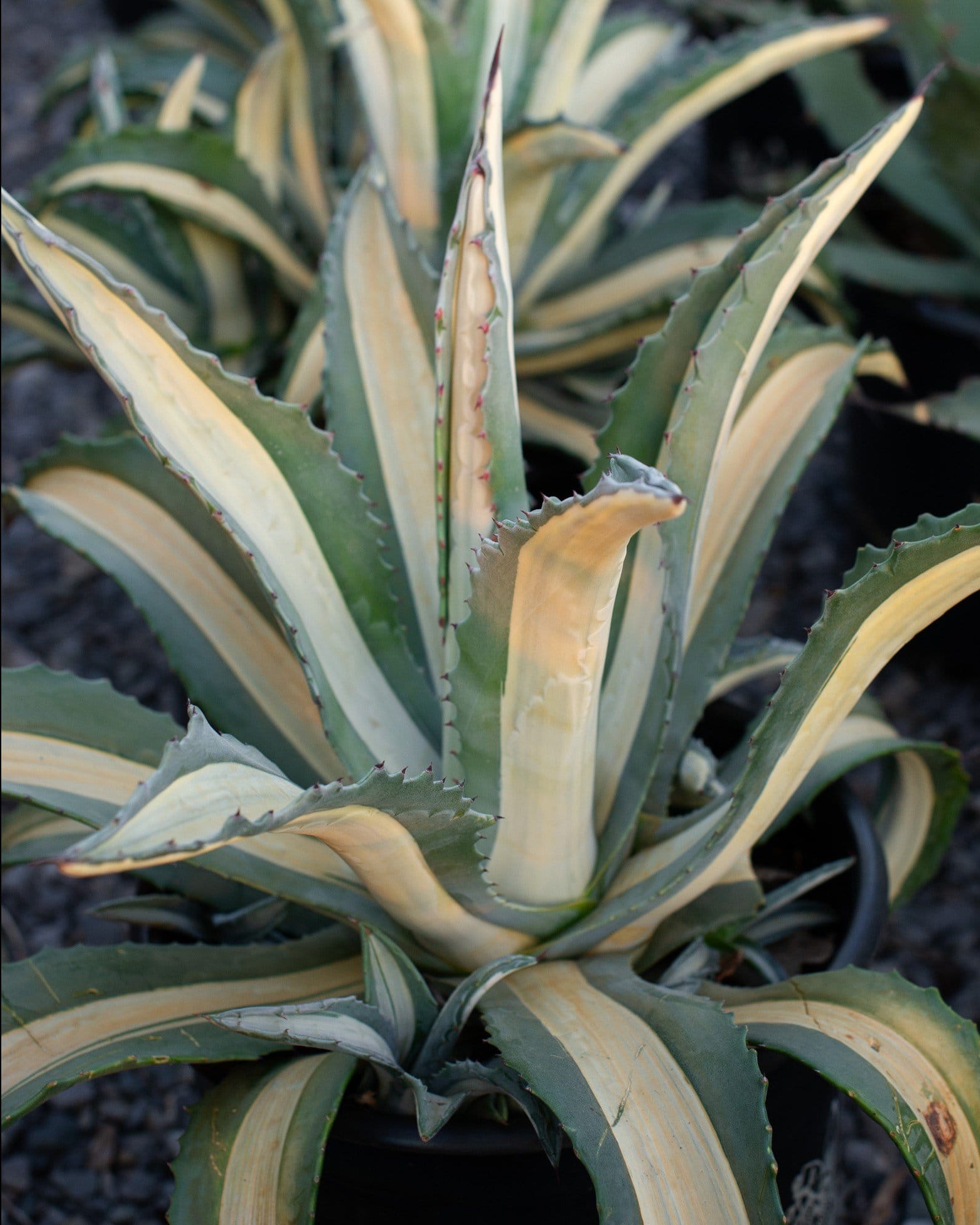 Americana Agave White Striped