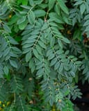 Amethyst Falls Wisteria with cascading stems and dense green compound leaves