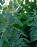 Amethyst Falls Wisteria with lush green pinnate leaves and slender twining stems