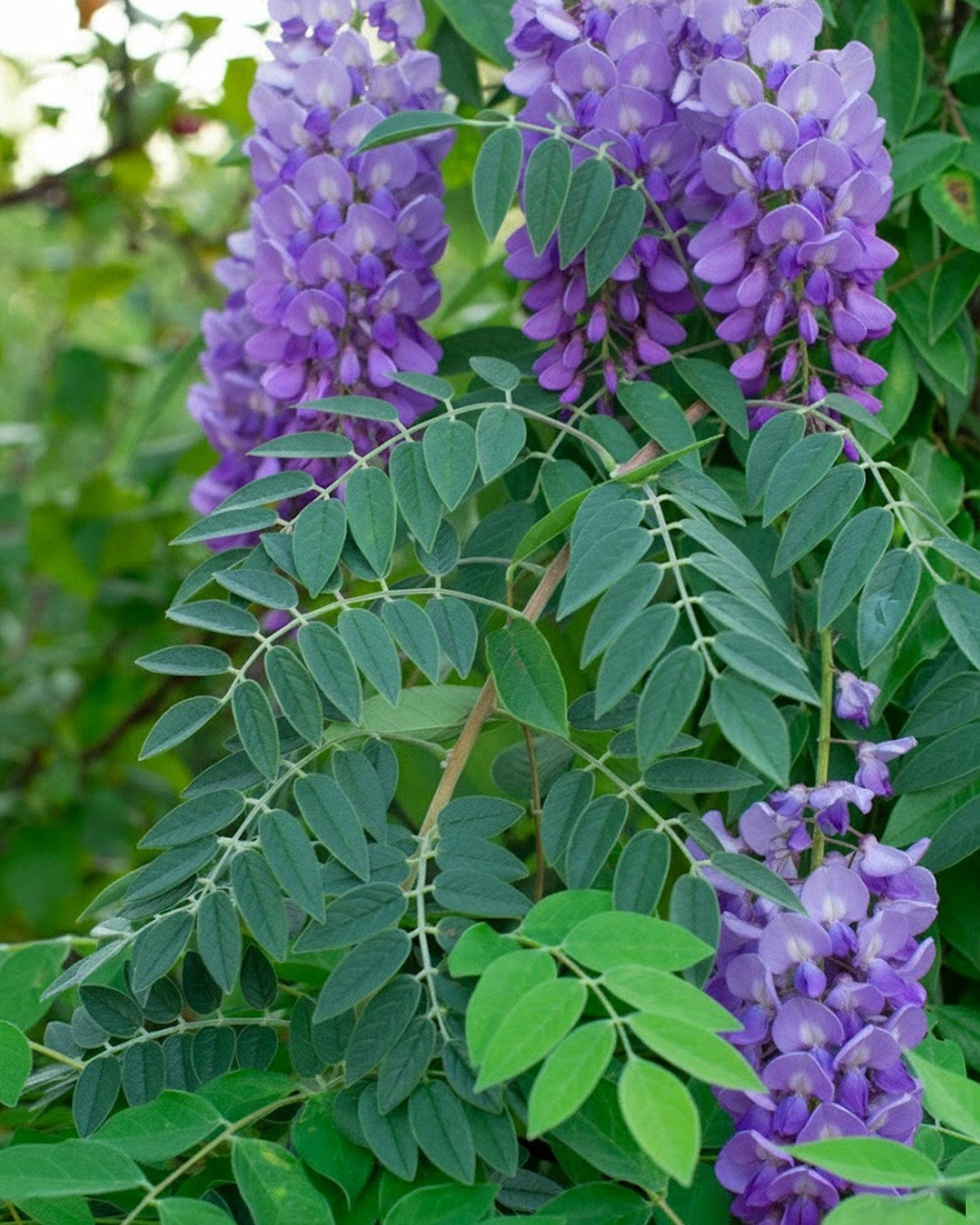Amethyst Falls Wisteria with cascading clusters of purple flowers and green compound leaves