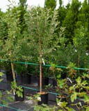 Anna Apple tree with slender trunk and silvery green leaves in a nursery container