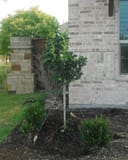 Aphrodite Althea Tree Form planted beside a brick home with a rounded leafy crown