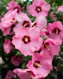 Aphrodite Althea Tree Form with abundant pink flowers and deep red centers