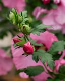 Aphrodite Althea Tree Form with pink flower buds and lobed green leaves