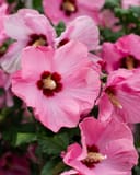 Aphrodite Althea Tree Form with large pink flowers and dark red centers