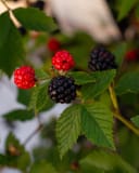 Arapaho Blackberry with ripe black and red berries among serrated green leaves