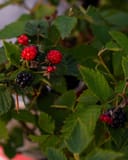 Arapaho Blackberry plant with red and ripe black berries among serrated green leaves