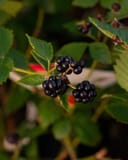 Arapaho Blackberry branches bearing clusters of ripe black berries among green leaves