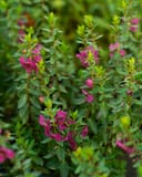 Archangel Raspberry Angelonia with magenta flowers and green foliage