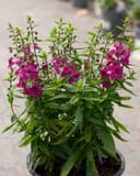 Archangel Raspberry Angelonia with vibrant raspberry flowers and narrow green foliage in a nursery container