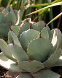 Artichoke Agave with blue green leaves and reddish marginal spines