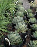 Artichoke Agave rosette-forming plants in black nursery containers